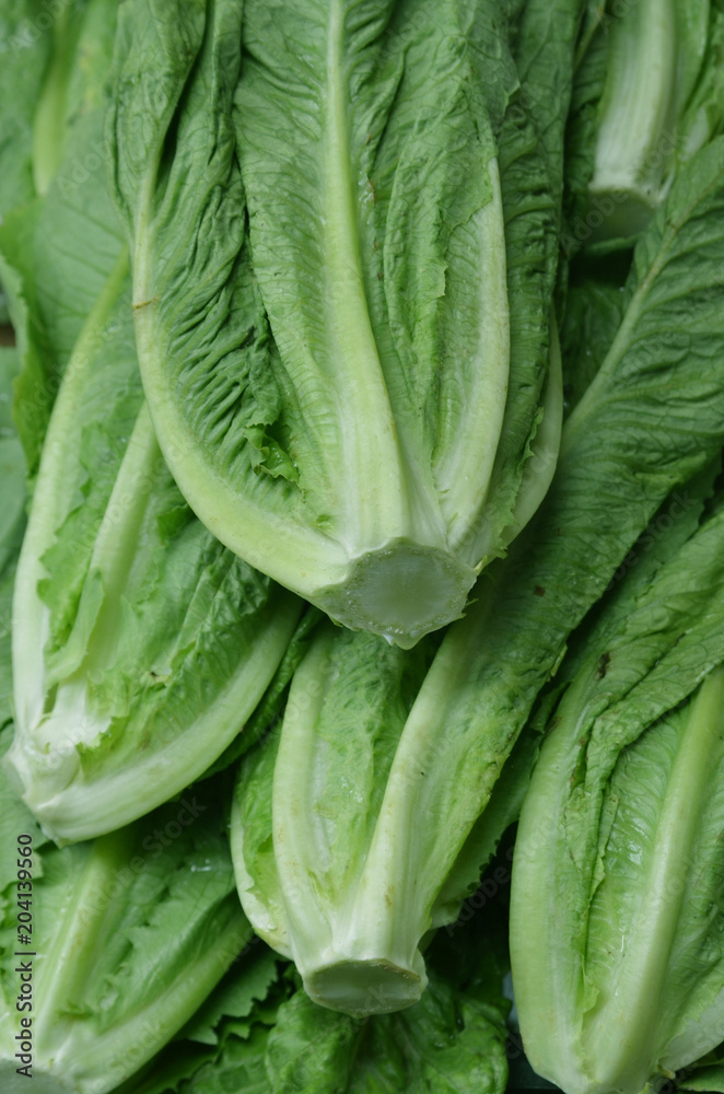Palermo Lettuce at Vucciria Market 1 Palermo Lettuce at Vucciria Market 1