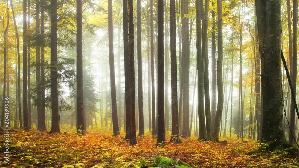 Beautiful autumn colored sunny forest landscape with falling leaves. 