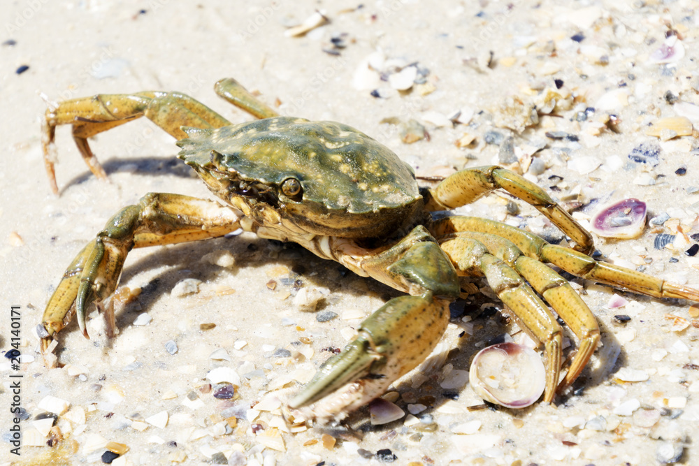 Beautiful crab crawl on the coast of the Black Sea