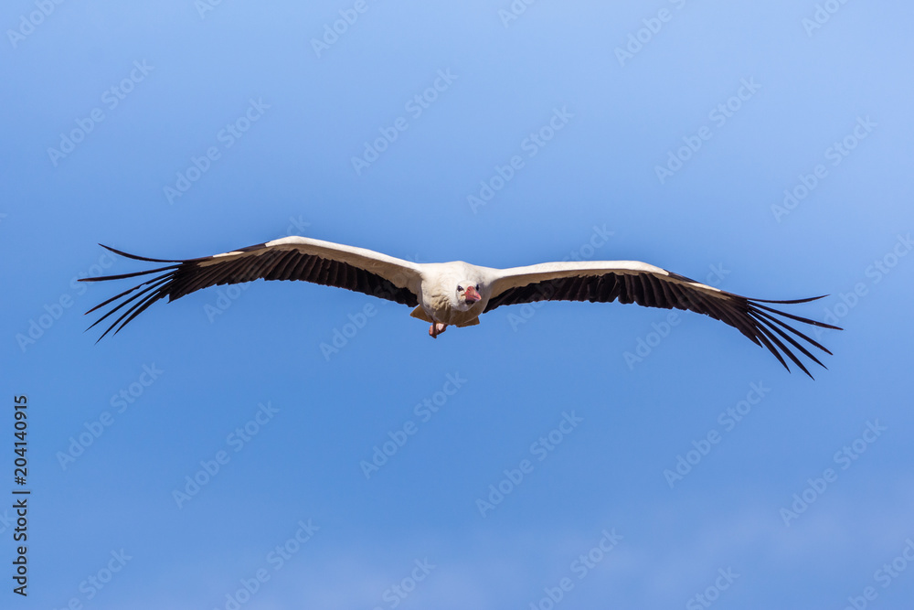 Storch im Anflug