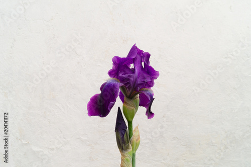 Fototapeta Naklejka Na Ścianę i Meble -  Purple iris on a white wall background with a rough texture.