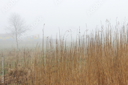 thickets of grass in the fog in a vacant lot in the spring early in the morning.