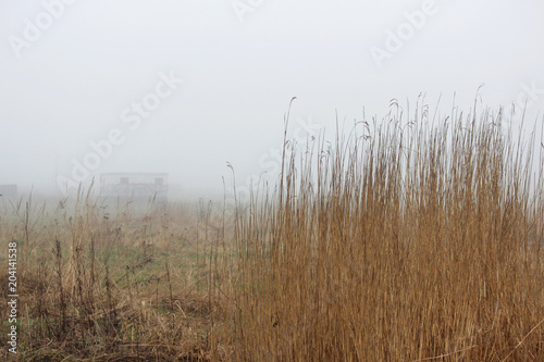 thickets of grass in the fog in a vacant lot in the spring early in the morning.