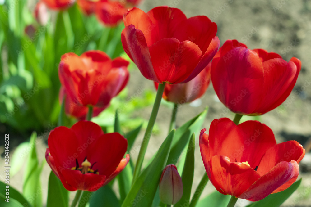 Flowering in spring in a garden on a flowerbed red tulips