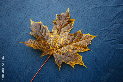 maple leaf