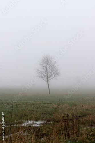 a lonely little tree and puddle in the fog in a vacant lot in the spring early in the morning.