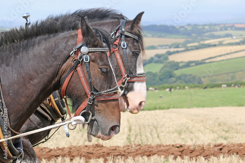 Shire horses ploughing