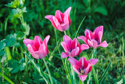 Tulips in the flowerbed