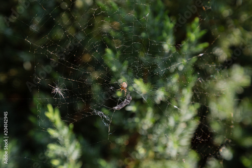 Spider on the web kills its prey