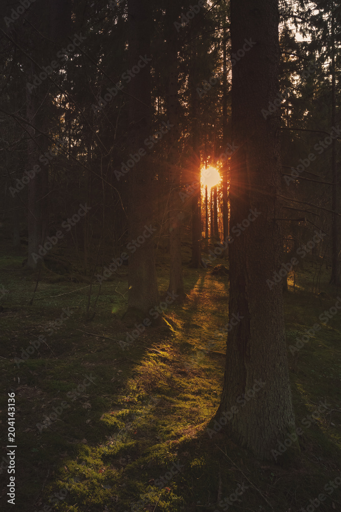 Sunset thru the foliage in a pine forest covered with green moss