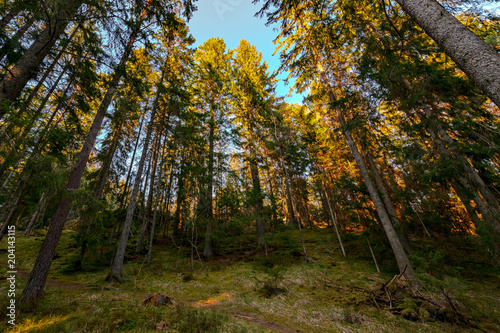Spruce trees in a moss cove...