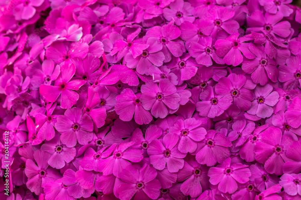 Blumen Teppich Phlox