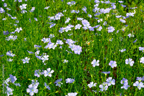 Field of flax (Linum perenne)