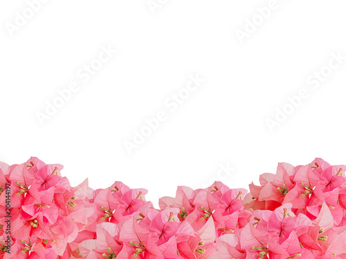 framework of red bouquet Bouginvillea flowers with empty space on white background and Clipping Paths for easy die cut photo