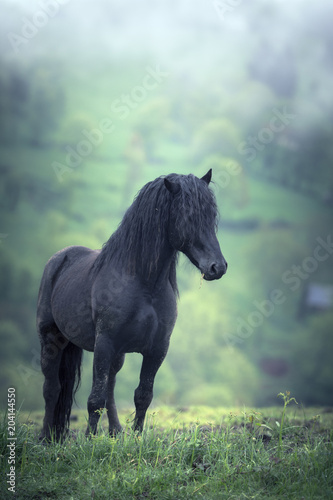 Fototapeta Naklejka Na Ścianę i Meble -  Étalon noir dans la brume / Mérens
