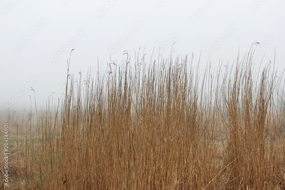 thickets of grass in the fog in a vacant lot in the spring early in the morning. thickets of grass in the fog in a vacant lot in the spring early in the morning.