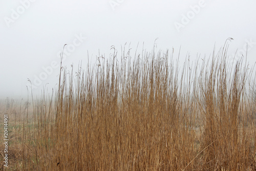 thickets of grass in the fog in a vacant lot in the spring early in the morning.