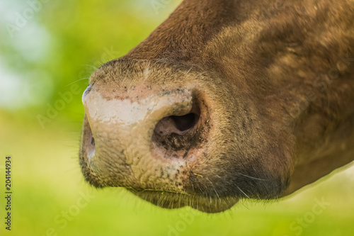 Soft focus cow close portrait