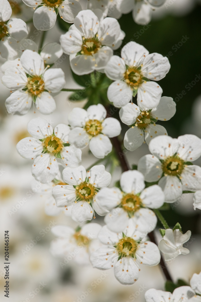 Huge amount of white flowers with a yellow center on the bush on a blurred background Huge amount of white flowers with a yellow center on the bush on a blurred background