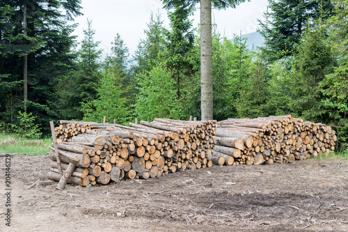 Freshly cut tree logs piled up in forest