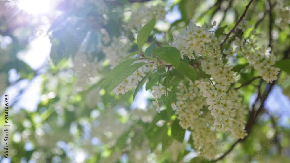 Beautiful delicate spring nature background with close up of white blooming branches of tree and bright sunshine through foliage in corner of frame. Beautiful delicate spring nature background with close up of white blooming branches of tree and bright sunshine through foliage in corner of frame.
