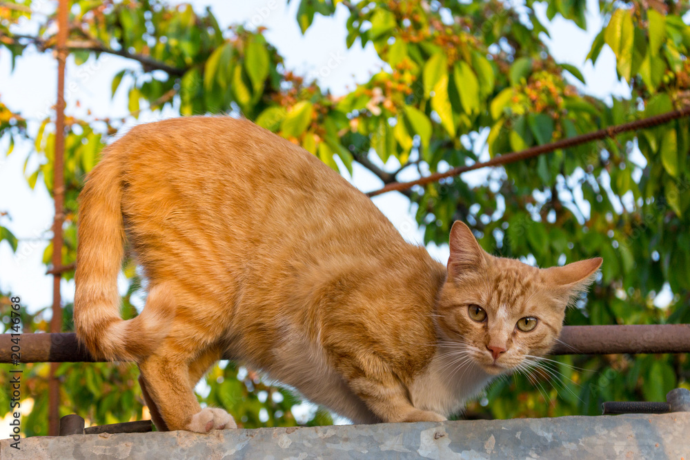 Red and white adorable cat looking at camera . Cute ginger kitty in garden. Young cat concept. Wild red cat. Cat portrait. Cat posing. Red and white adorable cat looking at camera . Cute ginger kitty in garden. Young cat concept. Wild red cat. Cat portrait. Cat posing.