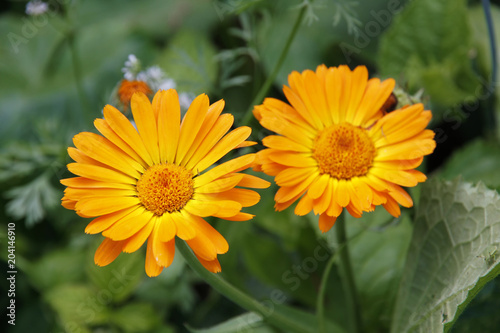 Flower of Calendula officinalis.