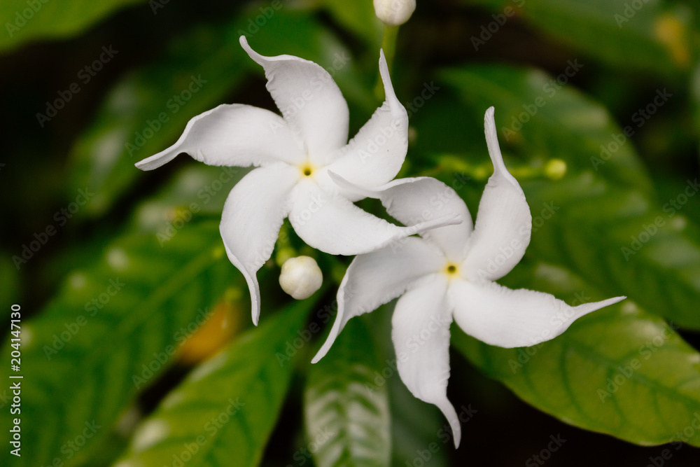 Sri Lanka National Flowers The White