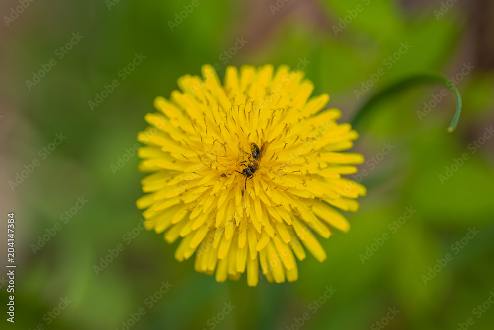 Honey bee pollinating 