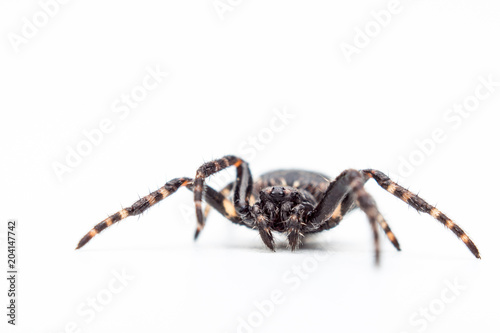close-up of spider on white background