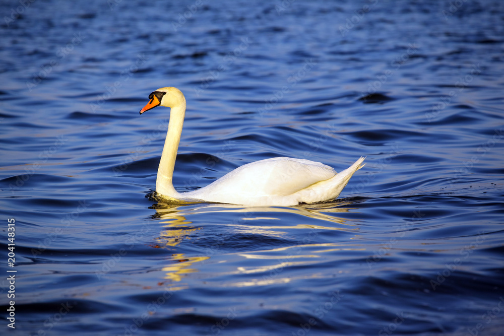 beautiful white swan on the lake beautiful white swan on the lake