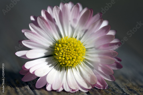 Amazing daisies  Bellis perennis flower heads on wooden table  flowering plants with white pink petals and yellow center