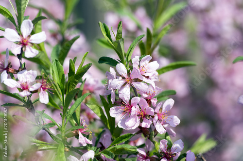 Spring light pink tree prunus tenella in bloom, small flowering blossoms on branches with green leaves photo