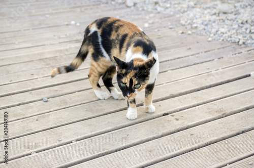 Canvas Print Shy tortoiseshell cat with amazing green eyes on wooden pavement
