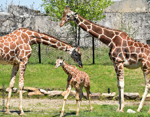 Giraffe parents tending to their new calf at the Indianapolis zoo. photo