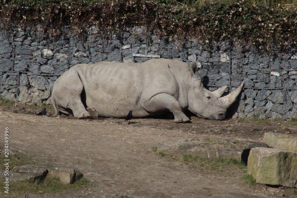 Fototapeta premium Rhinos