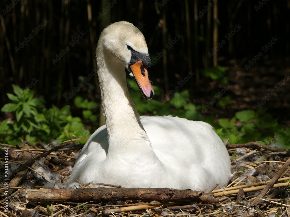 Obraz premium A Swan nesting in its scrape, sitting on eggs. Abbotsbury Swannery