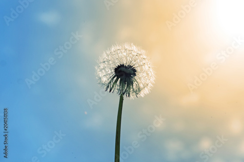 Sch  ne Pusteblume beim Sonnenuntergang