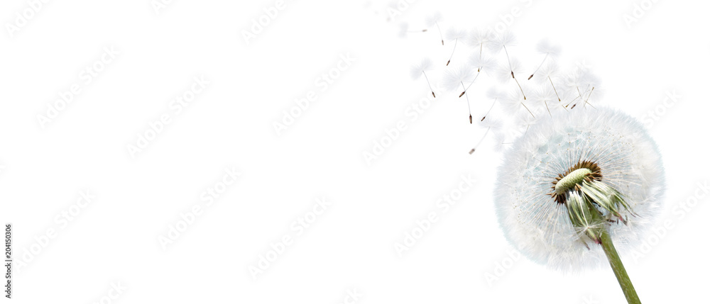 Obraz premium Schöne Pusteblume freigestellt