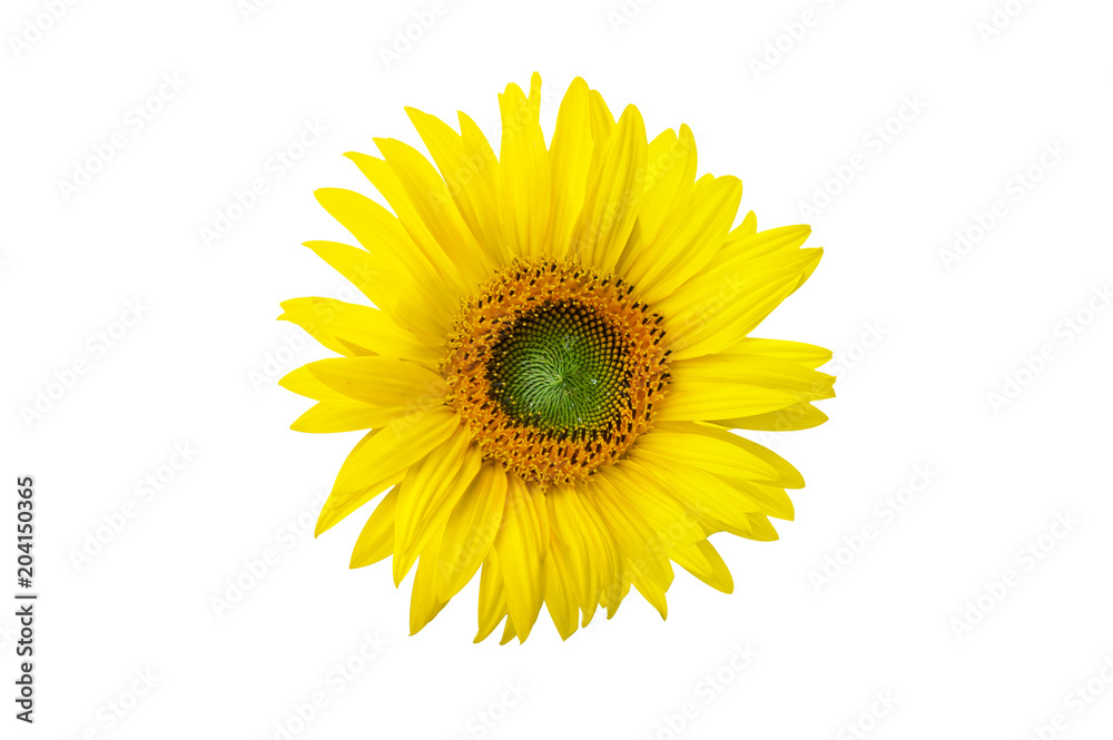 Sonnenblume auf weissem Hintergrund Sonnenblume auf weissem Hintergrund