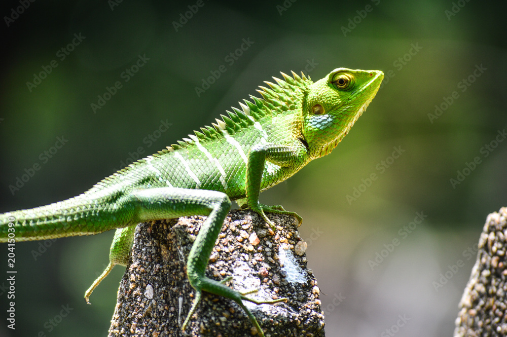 Fototapeta premium Chameleon