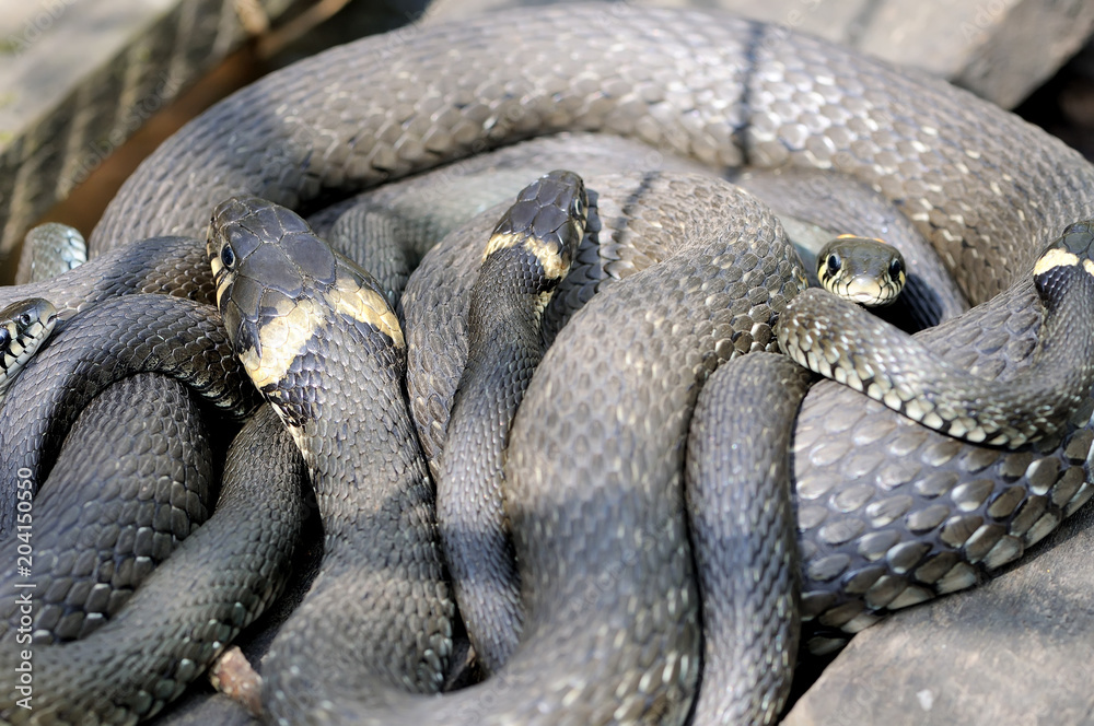 Grass snakes Natrix Natrix on a wooden boards. Grass snakes Natrix Natrix on a wooden boards.