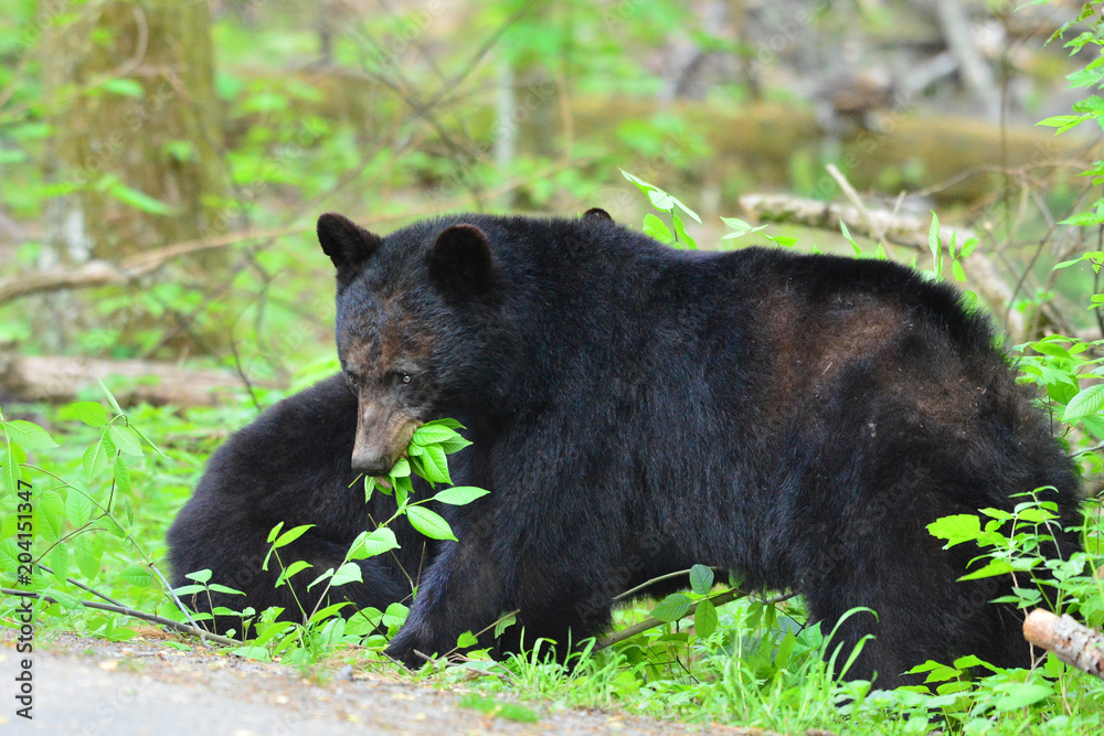 Momma and her cub Momma and her cub