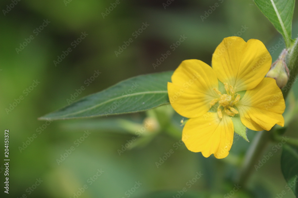 Fototapeta premium Yellow Flower 