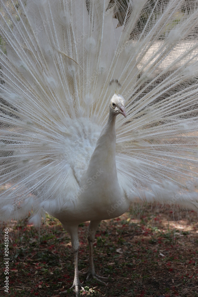 Obraz premium Leucistic Peacock Spreading His Tail Feathers