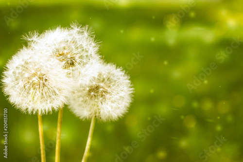 Make a wish. 3 blowballs dandelions on a green field background. Copyspace
