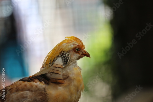 Exotic Bird / The Golden Pheasant 