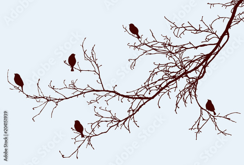 Silhouettes of the sparrows on the tree branches
