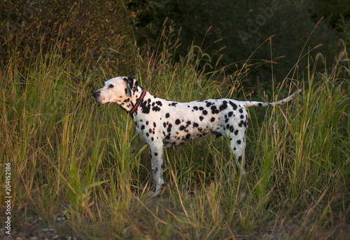 Dalmatian at Sunrise