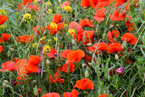 Poppy flowers in the clearing. Blooming red wild poppy. Red poppy flowers.